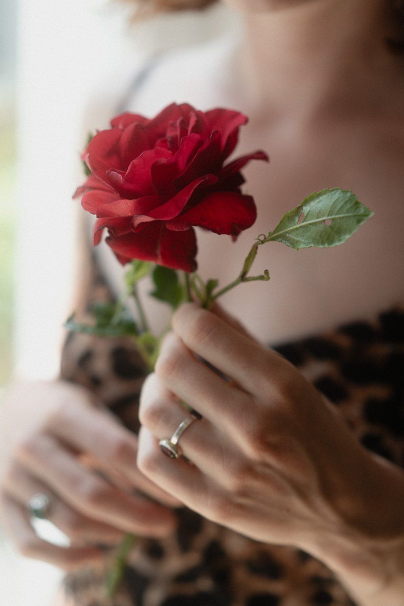 Hände halten eine rote Rose