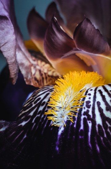 IRIS – Fine-Art-Print (Bartiris), 40 × 60 cm, gerahmt (verkauft)
