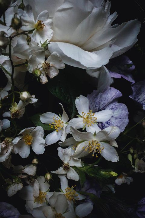 Jasminnacht – Fine-Art-Print (Jasmin, Wildrose, Petunie), 40 × 60 cm, gerahmt
