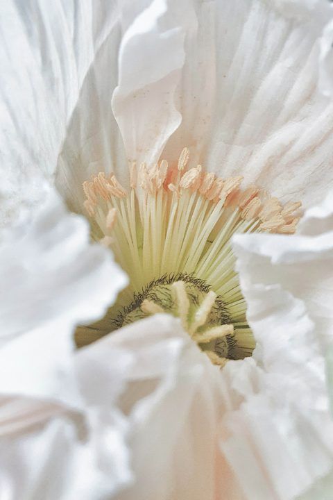 Weißer Mohn – Fine-Art-Print (Seidenmohn), 40 × 60 cm, gerahmt