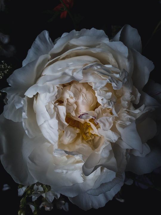 Das Herz der Pfingstrose – Fine-Art-Print (Weiße Pfingstrose), 40 × 60 cm, gerahmt